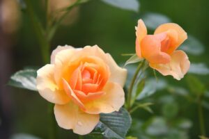 roses, orange roses, flowers, petals, orange flowers, orange petals, flower background, blossom, flower wallpaper, bloom, plants, rose blooms, flora, beautiful flowers, floriculture, horticulture, botany, nature, close up